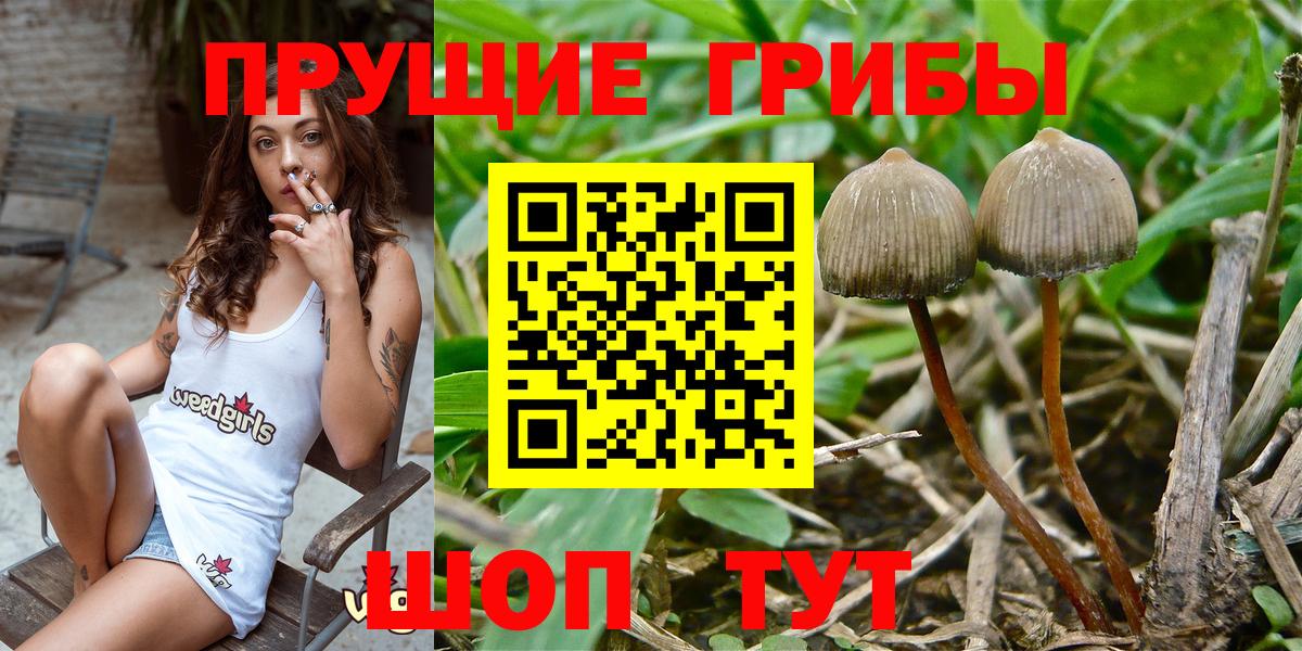 Галлюциногенные грибы Psilocybe Чусовой